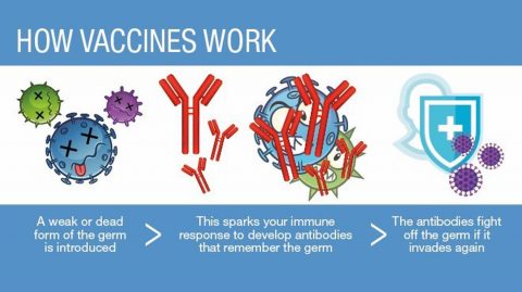 Explain In Detail How Vaccination Works